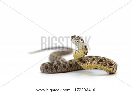 macro object snake isolated on white background