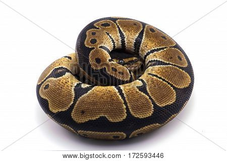 boa python snake isolated on white background