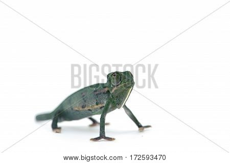 macro lizard chameleon isolated on white background