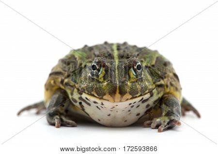 macro amphibian  frog isolated on white background