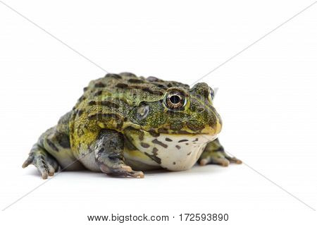 macro amphibian  frog isolated on white background