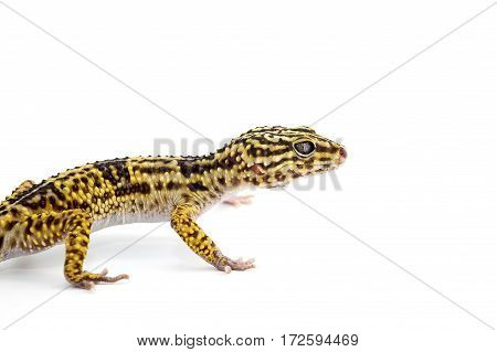 macro gecko lizard isolated on white background