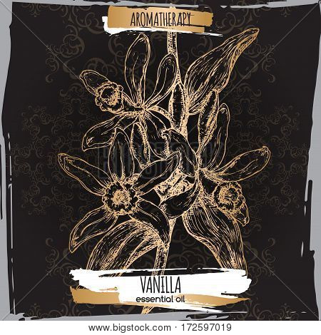 Vanilla planifolia aka vanilla vector hand drawn sketch. Aromatherapy collection. Great for traditional medicine, perfume design, cooking or gardening.