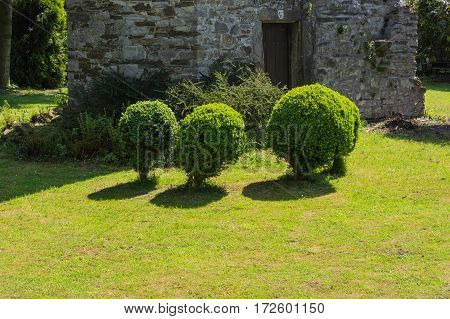 Arborvitae Thuja cut in shape on a meadow.