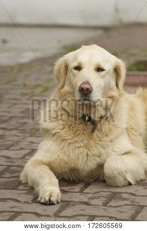 Golden retriever laying on the street looking to the camera