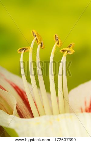 Detail closeup of a soft colored amarylis flower