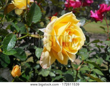 Beautiful yellow flower bloomed in the middle of the leaves of a bush.