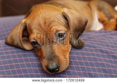 Sweet And Young, Little Dachshund Is Resting