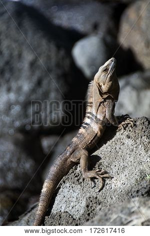 photographed on Big Corn Island Nicaragua a Ctenosaura similis commonly known as the black spiny-tailed iguana black iguana or black ctenosaur is a lizard native to Mexico and Central America