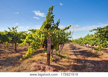 Vineyards from the Barossa Valley in South Australia one of Australia's premier wine making regions