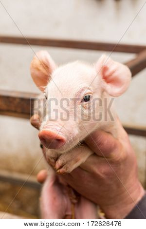 Newborn Farrow In The Hands
