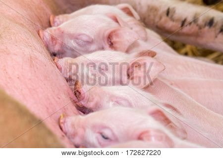 Newborn Farrows Eating Sow's Milk