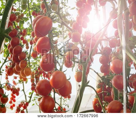 Tomatoes in the garden,Vegetable garden with plants of red tomatoes. Ripe tomatoes on a vine, growing on a garden. Red tomatoes growing on a branch.
