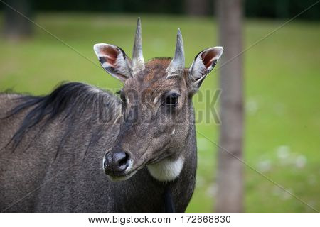 Nilgai (Boselaphus tragocamelus), also known as the nilgau or blue bull.