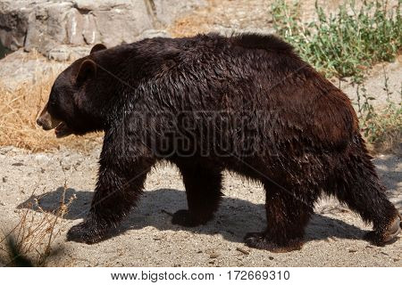American black bear (Ursus americanus).