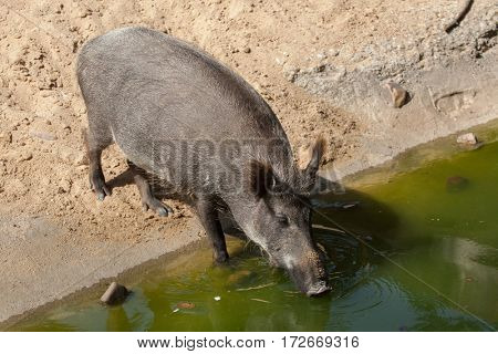 Wild boar (Sus scrofa), also known as the wild swine or Eurasian wild pig.