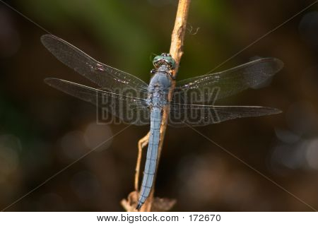 Blaue Libelle