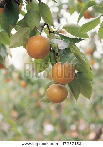 Poire et feuilles
