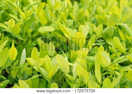 Leaves of coca plant or Erythroxylum novogranatense