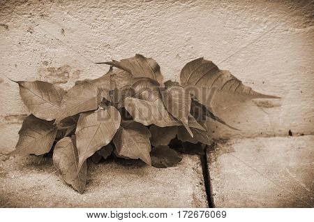 Small tree growing on the grond in sepia light