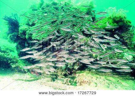 Havet i Anemone