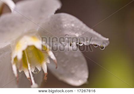 Amazon Lily White Flower