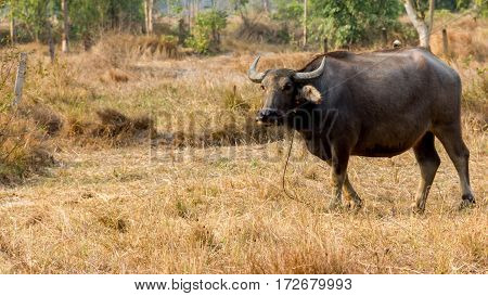 Thailand Buffalo. Buffalo in a field eating dry grass. On the way back home.