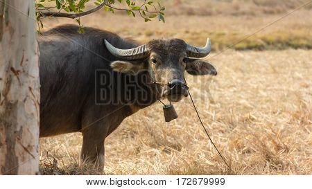 Thailand Buffalo. Buffalo in a field eating dry grass. On the way back home.