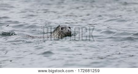 Phoca Largha (larga Seal, Spotted Seal) Surface Pictures