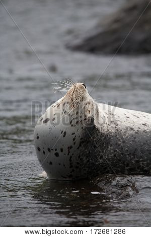 Phoca Largha (larga Seal, Spotted Seal) Surface Pictures