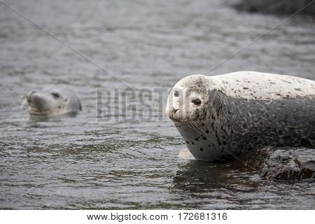 Phoca Largha (larga Seal, Spotted Seal) Surface Pictures