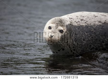 Phoca Largha (larga Seal, Spotted Seal) Surface Pictures