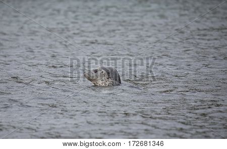 Phoca Largha (larga Seal, Spotted Seal) Surface Pictures