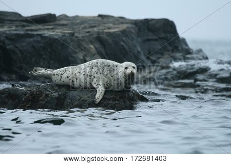 Phoca Largha (larga Seal, Spotted Seal) Surface Pictures