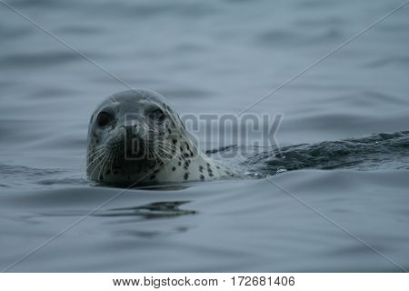 Phoca largha (Larga Seal Spotted Seal) surface pictures
