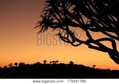Appeasing scenery of a namibian quivertree forest