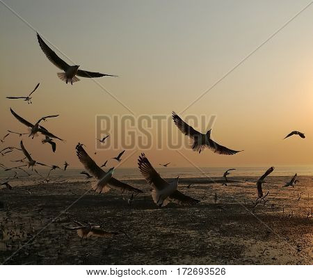 sunset eagulls flying at bangpoo samutprakran thailand