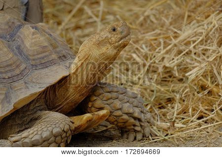 Close up turtle at chiang man zoo