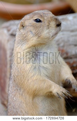 Ground Squirrel (Spermophilus citellus) eats the grass looking around the neighborhood.