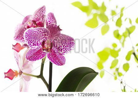 Beautiful purple orchid with green rose leaves in background