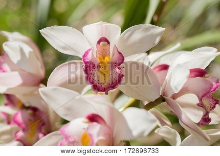 Chinese ground orchid flower blooming and leaf