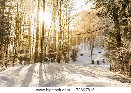 Sunbeams breaking through the icy trees on a winter trail. Wonderful warm light on a frosty day.