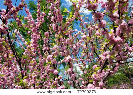 Pink flowers in spring bloom in the sun