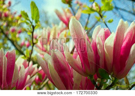 Pink flowers in spring time Magnolia blooms
