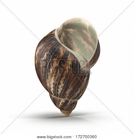 Marginata Shell on white background. 3D illustration