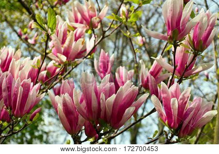 Pink flowers in spring time Magnolia blooms