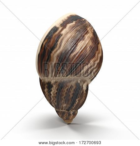 Marginata Shell on white background. 3D illustration