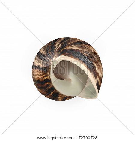 Marginata Shell on white background. 3D illustration