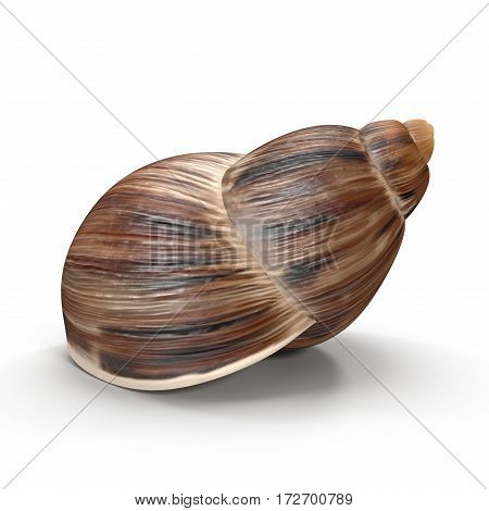 Marginata Shell on white background. 3D illustration