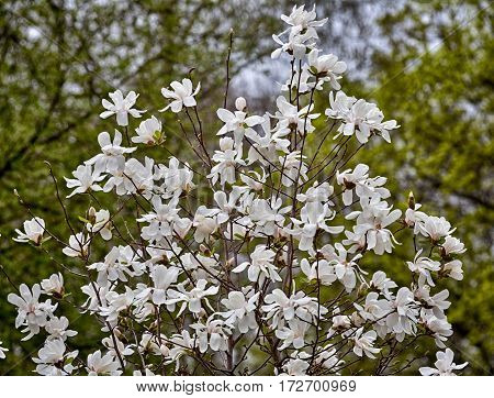 Narcissus flowers isolated on a white background White flowers